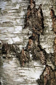Close up of silver birch bark 库存照片