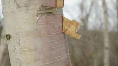 Close up silver birch tree trunk splitting bark with blurry forest background Vídeo Stock 255467145