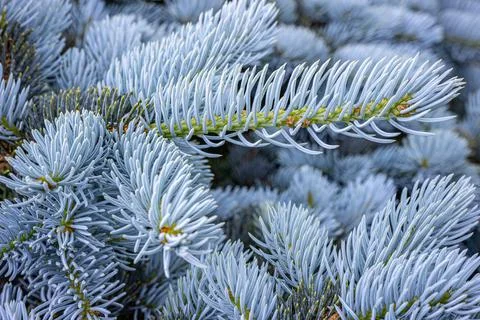 Close-up of silver-blue pine needles on a branch. Stock Photos