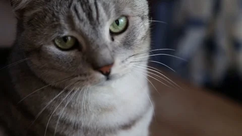 A close up of a silver cat Stock Footage 88488390