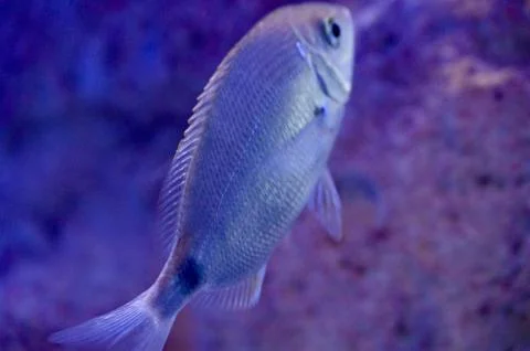 Close-up of a silver fish swimming in blue clear water Stock Photos