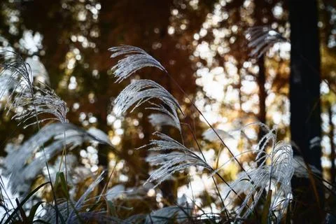 Close up of silver grass in autumn forest Fotos Stock