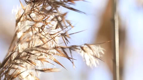 Close up of silver grass Video stock 306040621