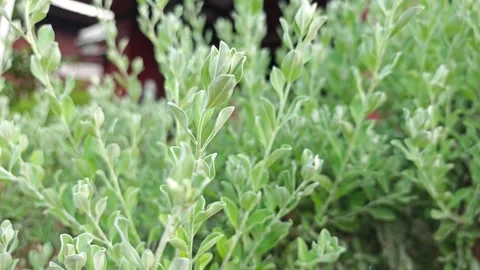 Close up of silver green leaves of Texas sage bush. 스톡 동영상 339331002