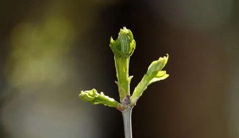 Close-up of a Silver Maple tree in spring, buds opening on a branch Stock Photos