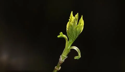 Close-up of a Silver Maple tree in spring, buds opening on a branch Stock Photos