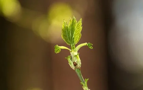 Close-up of a Silver Maple tree in spring, buds opening on a branch Stock Photos