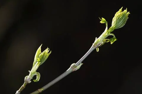 Close-up of a Silver Maple tree in spring, buds opening on a branch Stock Photos