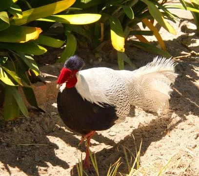 Close-up of a Silver Pheasant with Red Crest Stock Photos