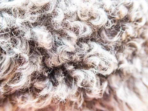 Close-up of silver poodle wool coat Stock Photos