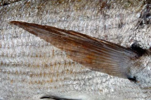 Close up of silver scales and pectoral fin of fish Stock Photos