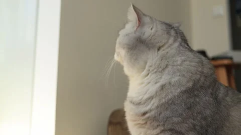 Close-up of a silver tabby cat looking out a window with soft natural light Stock Footage 339207637