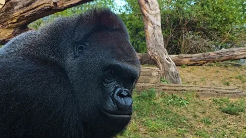 Close up of  a silverback Gorilla face Stock Footage 296845831
