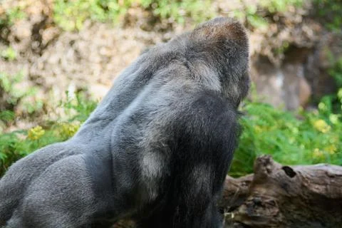 Close-up of a silverback gorilla next to a fallen log. Stock Photos