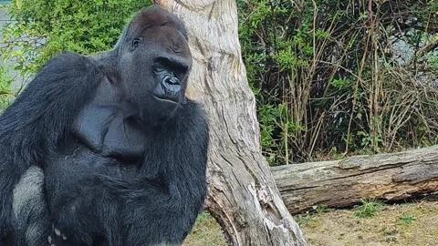 Close up of  a silverback Gorilla relaxing Stock Footage 296834911