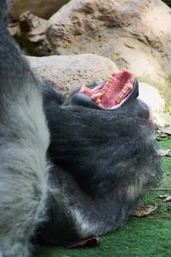 Close-up of a silverback gorilla stretched out on the grass. Stock Photos