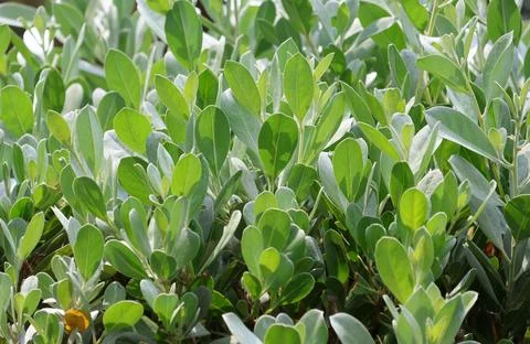 Close-up  Silverleaf Button Plant with vibrant green and silver leaves Foto stock