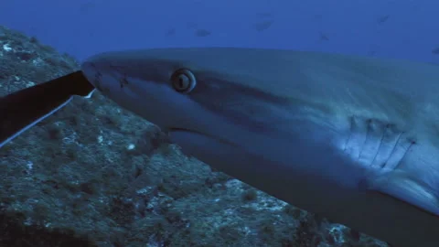 Close up of Silvertips shark´s head, underwater shot, Pacific Ocean Vídeo Stock 167659905