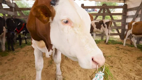 Close up of a Simmental bull chewing grass at an agricultural fair Video stock 335701027