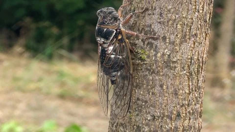Close up of singing cicada on tree moving legs, left orbit view Stock Footage 93554128