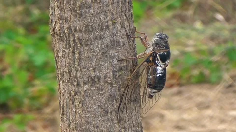 Close up of singing cicada on tree trunk, right orbit view Stock Footage 93554195