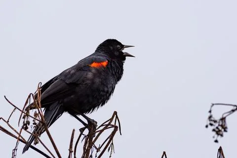 Close up of singing red-winged black bird (Agelaius phoeniceus), Marin Head.. Stock Photos