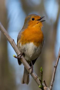 Close up of Singing Robin on a Branch Stock Photos