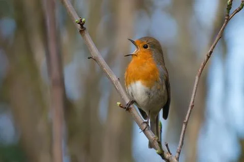 Close up of Singing Robin on a Branch Stock Photos