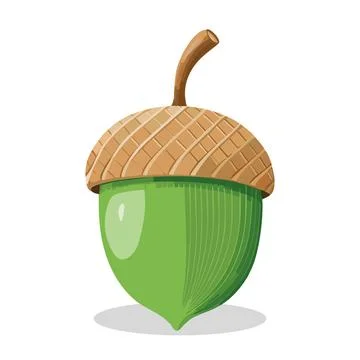 A close-up of a single acorn, showcasing its intricate details. The acorn i.. Stock Illustration