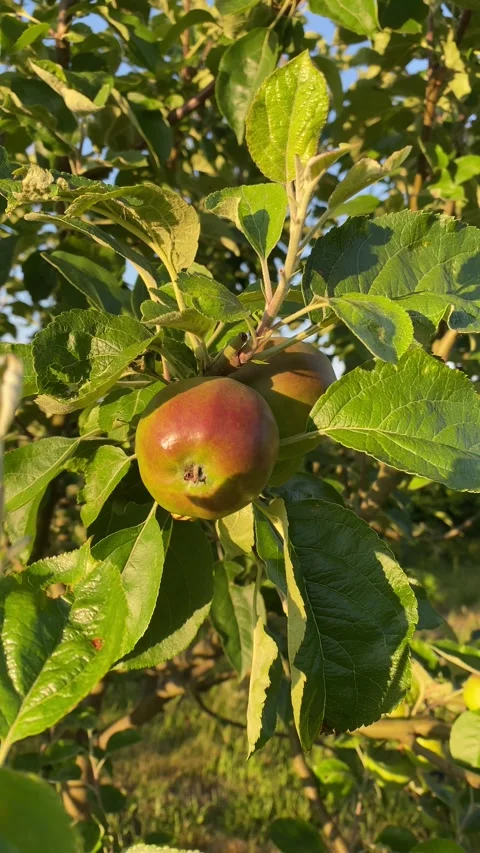Close-up of single apple on apple tree during golden hour Vidéo 311692834