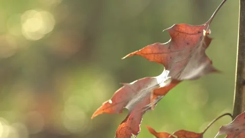 Close-up of a single autumn leaf with sunlight creating a bokeh effect in the Stock Footage 278187080