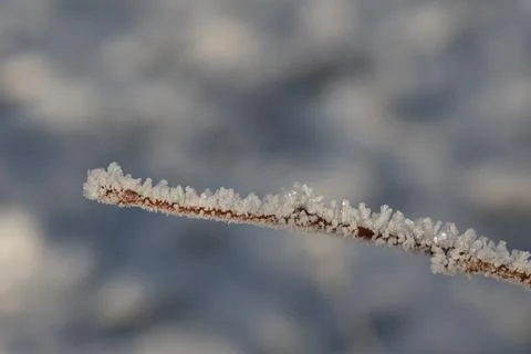 Close up of a single bare branch with countless distinct ice crystals Stock Photos