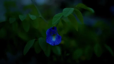 Close-up of a single blue butterfly pea flower with green leaves in a dark,.. 動画素材 315981341