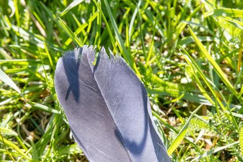 Close-up of a single blue feather standing in green grass under natural sun.. Stock Photos
