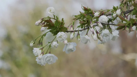 Close up of a single branch of pretty white blossom flowers. 4K locked tripod Stock Footage 176986358