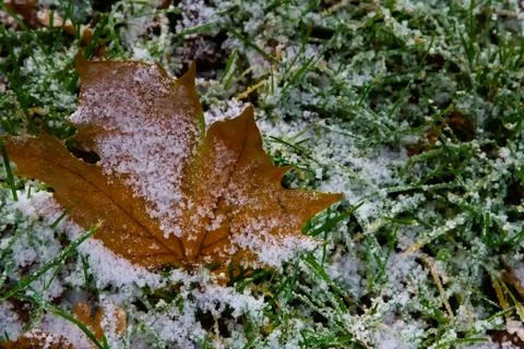 A close-up of a single brown maple leaf Stock Photos