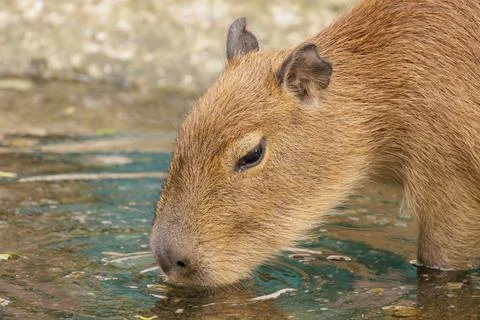 Close up of single capybara drinking water during day time Stock Photos