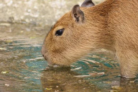 Close up of single capybara drinking water during day time Stock Photos
