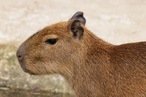 Close up of single capybara looking around during the daytime Stock Photos