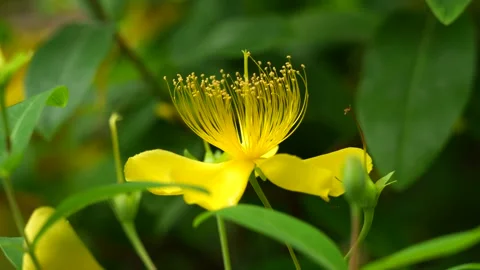 Close up of a single Chinese Hypericum (Chinese St. John's Wort) Stock-Footage 336766035