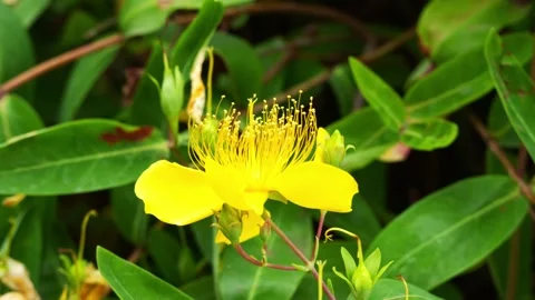 Close up of a single Chinese Hypericum flower during the day 4K25p Vídeos de archivo 336649329