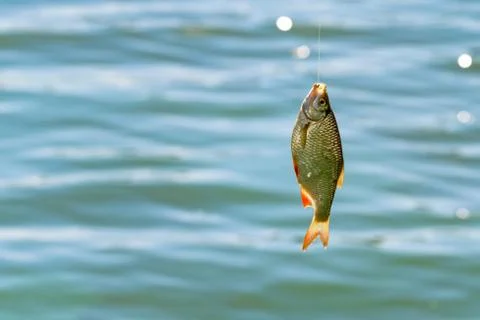 Close up single common rudd fish on hook. Fishing concept Stock Photos