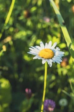 Close-up of a single daisy flower Stock Photos
