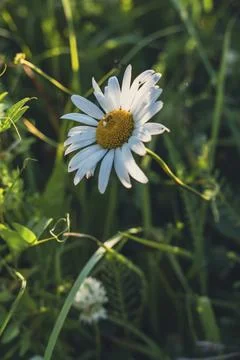 Close-up of a single daisy flower Stock Photos