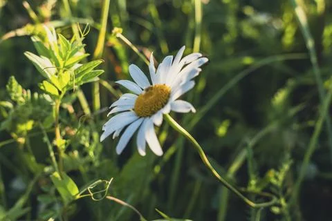 Close-up of a single daisy flower Stock-Fotos