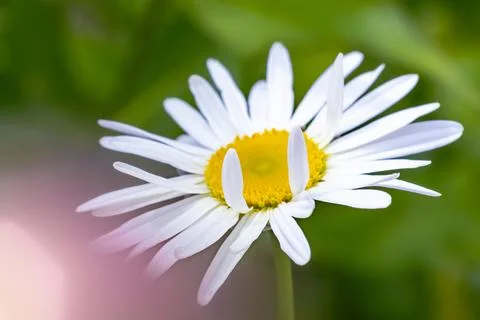 Close-up of a single daisy flower with white petals and a yellow center set a Stock Photos