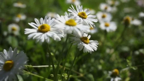 Close up of single daisy on green grass meadow 動画素材 74166472