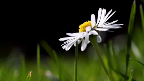Close up of single daisy on green grass meadow Stock Footage 76150344