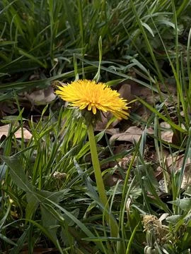 Close-Up of a Single Dandelion in a Meadow Stock-Fotos