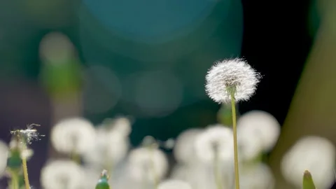 Close up of a single dandelion seed head swaying gently in a meadow Stock Footage 342106855